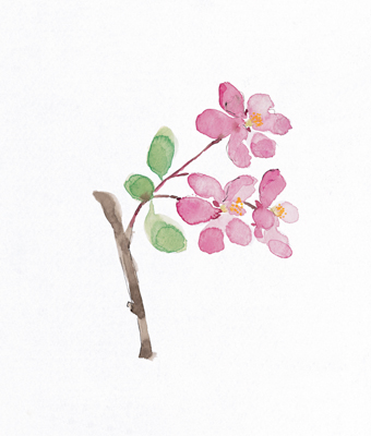 FLOWER ROSE`FR 64